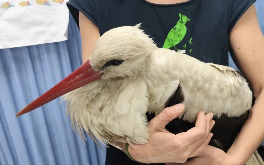 pelargos traumatismenos