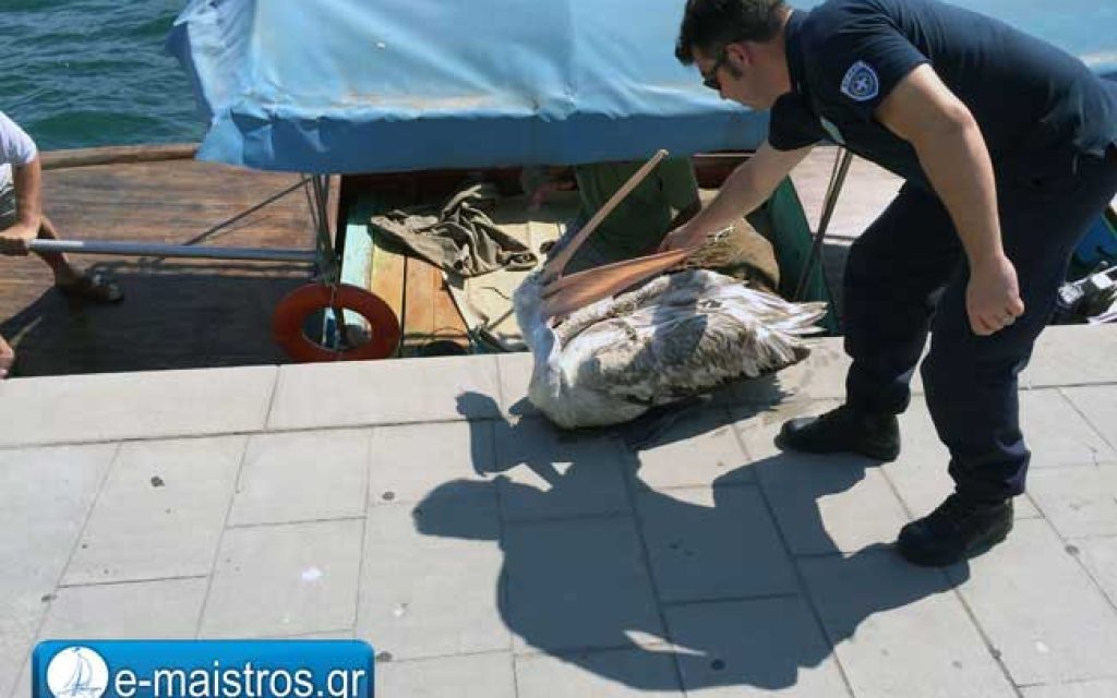 pelekanos1