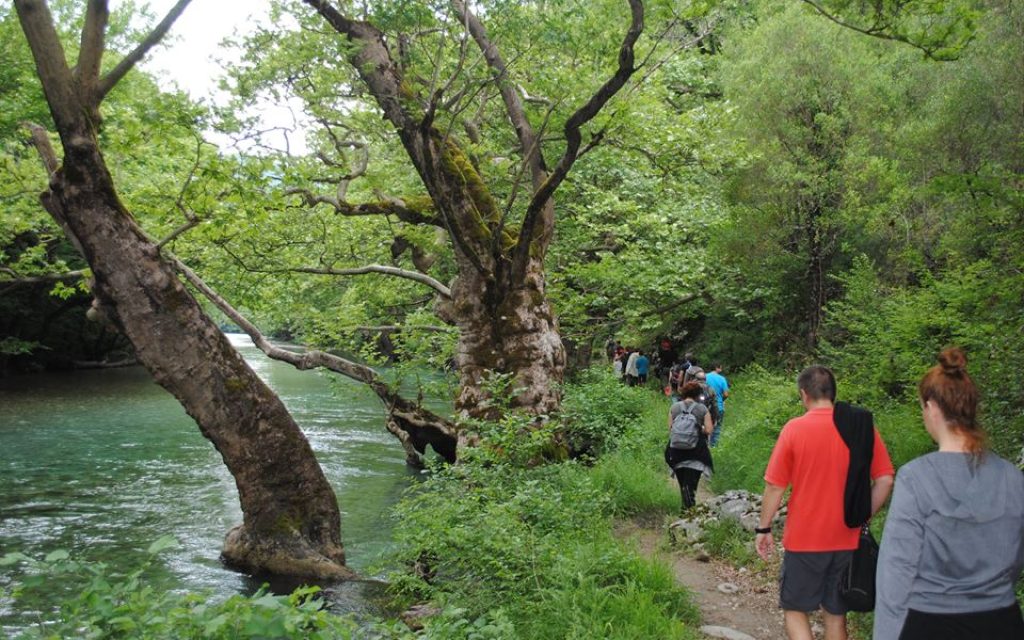 pezoporia b4