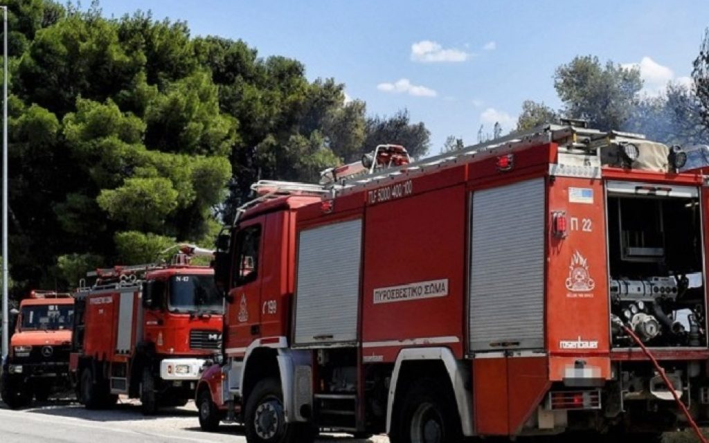 pirosvestika oximata