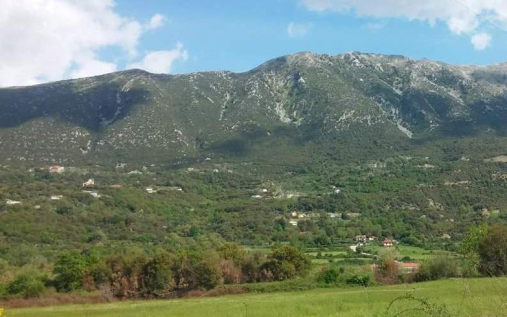 polistafilo