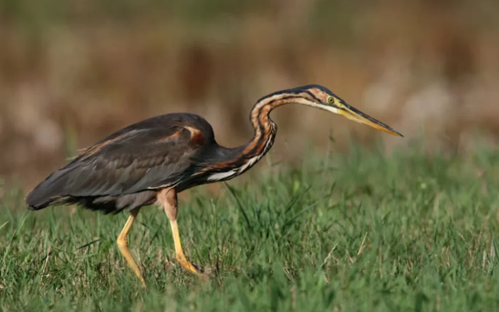 porfirotsiknias