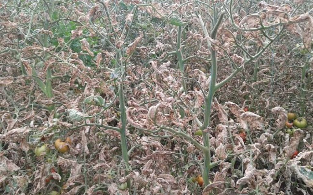 preveza ntomates
