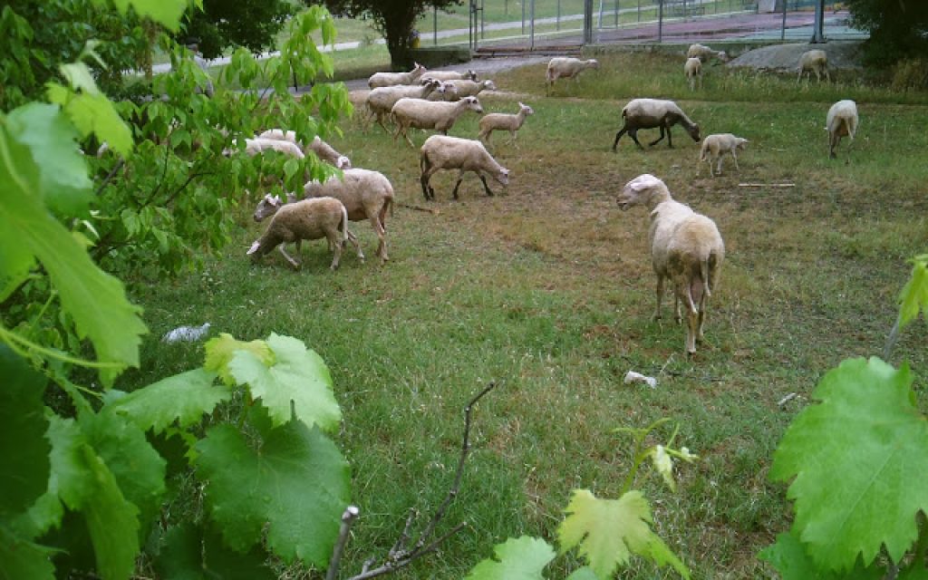 probata gianiotiko