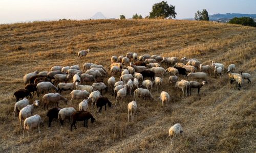 14/8/2021.ΚΟΠΑΔΙ ΑΙΓΟΠΡΟΒΑΤΩΝ ΣΤΗΝ ΟΡΕΙΝΗ ΗΛΕΙΑ.ΦΩΤΟΓΡΑΦΙΑ ΑΝΤΩΝΗΣ ΝΙΚΟΛΟΠΟΥΛΟΣ/EUROKINISSI