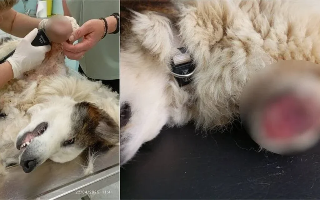 skilos akrotiriasmos (1)