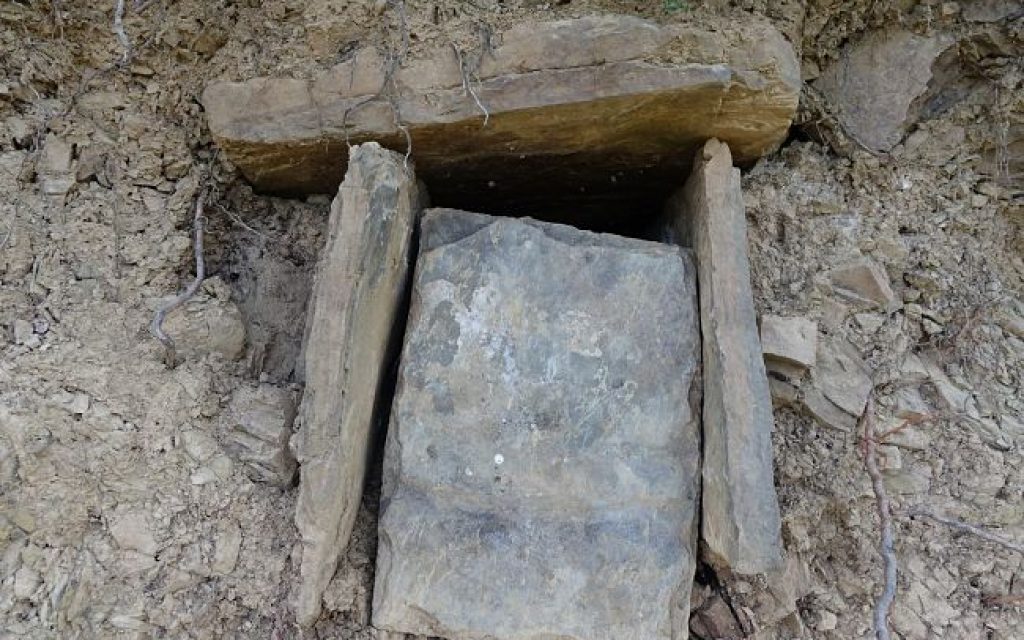 tafos skamneli1