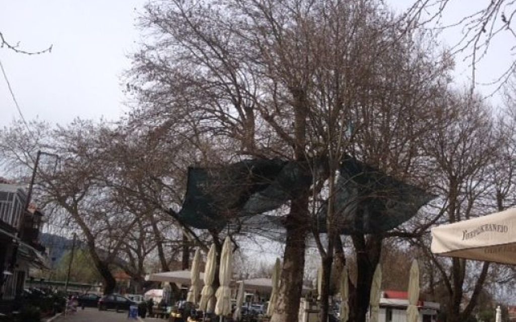 tenta mavili