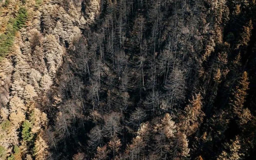 trapezitsa