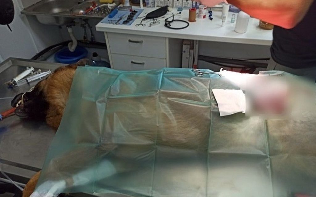 traumatismenos skilos