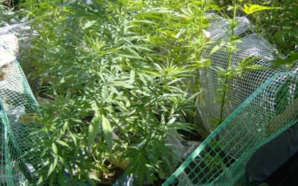 xasisodentra