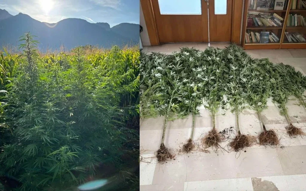 xasisodentra